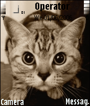 cat
