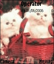 gattini