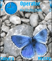 Blue Butterfly