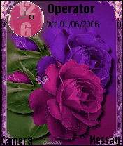 rose viola