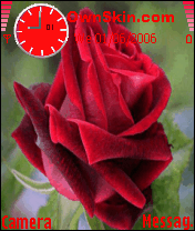 rose xx