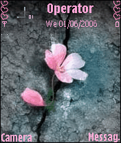 flower in the rock