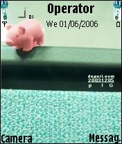 minipig