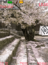 Sakura