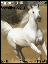 حصان ابيض