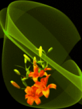 animated flower