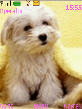 cute dog