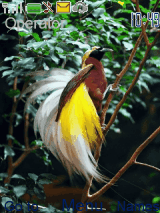 angry bird with cendrawasih