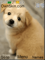 cute puppy