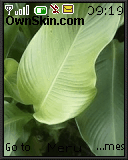 the greens of flora