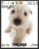 dogs2