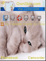 Baby cat
