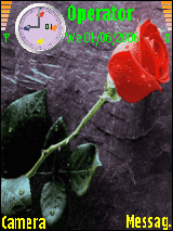 Red rose
