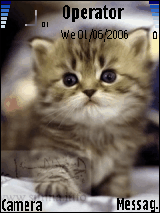cute kittens