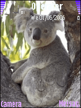 Koala