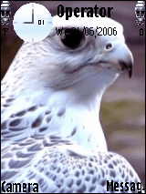 falcon 