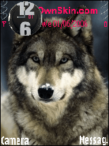 wolf