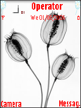 { 罂粟花 }