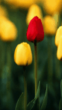 red tulips     