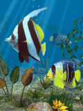 animated aquarium