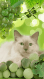 greencats